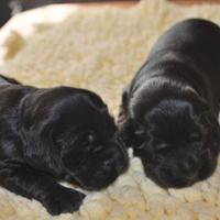 Cocker Spaniel nero maschietti