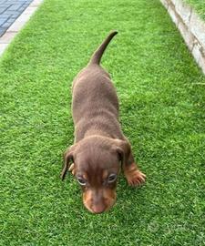 Cuccioli di bassotti cioco e blu M e F