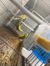 Cocorite giovani anche 2 ciuffati