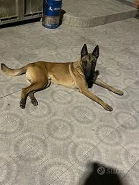 Disponibile per monta