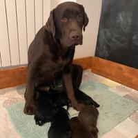 Labrador Retriever cioccolato con Pedigree