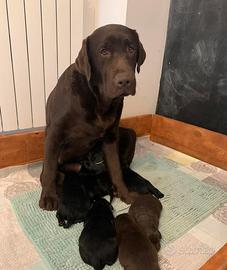 Labrador Retriever cioccolato con Pedigree
