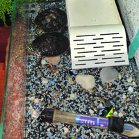 Tartarughe aquatiche