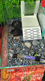 Tartarughe aquatiche