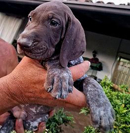 Cuccioli Bracco Tedesco Kurzhaar