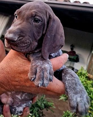 Cuccioli Bracco Tedesco Kurzhaar