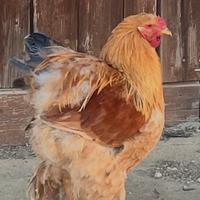 Gallo di Cocincina Gigante