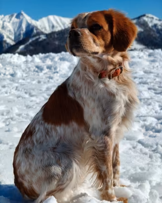 Epagneul Breton disponibile per monta