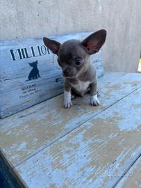 Chihuahua Lilac maschio