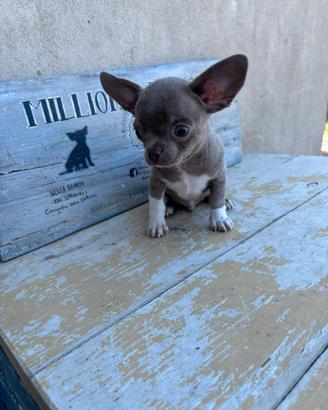 Chihuahua Lilac maschio