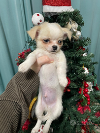 Cuccioli di chihuahua