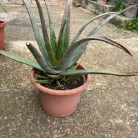 Pianta grassa grande