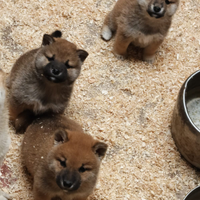 SHIBA INU CON PEDIGREE Enci