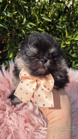 Pomerania mini con pedigree
