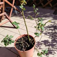 rosa rampicante rossa 