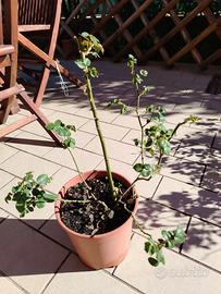 rosa rampicante rossa 