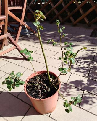 rosa rampicante rossa 