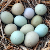 Silverudd blu - Isbar svededi