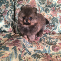 Mini Spitz della Pomerania