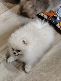 Femmina volpino di Pomerania