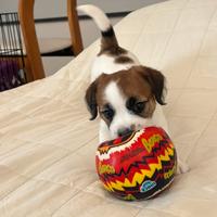 Cucciolo jack russell pelo ruvido
