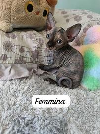 Cuccioli di gatto Sphynx