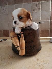 Cavalier king