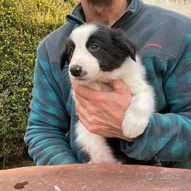 Cuccioli di Border collie