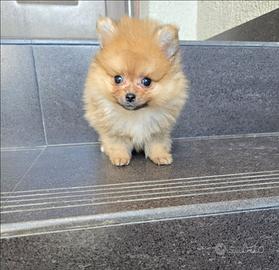 Volpino spitz tedesco