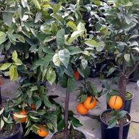 Piante agrumi di Sicilia