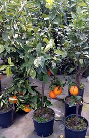 Piante agrumi di Sicilia