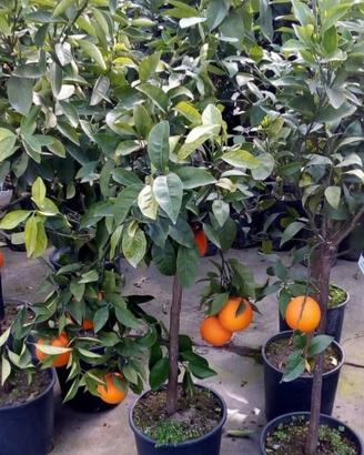 Piante agrumi di Sicilia