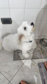 Bishon Havanese 5 anni maschio