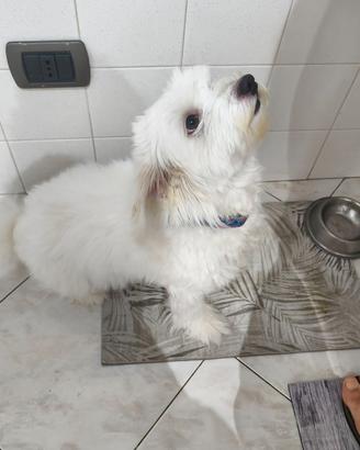 Bishon Havanese 5 anni maschio