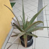 Pianta aloe