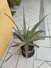 Pianta aloe