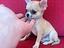 Immagine 2