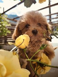 Disp Maltipoo