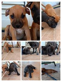 cuccioli staffordshire bull terrier 