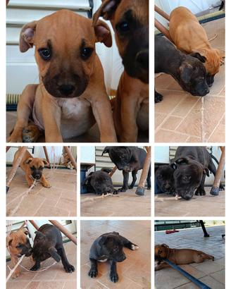 cuccioli staffordshire bull terrier 