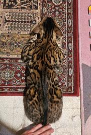 Gatto del Bengala maschio 9 mesi