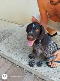 Cuccioli Drathaar