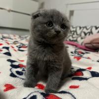 Cuccioli scottish fold\ straight tenerissimi