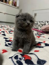 Cuccioli scottish fold\ straight tenerissimi
