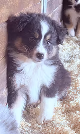Cuccioli di Pastore australiano