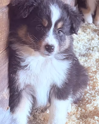 Cuccioli di Pastore australiano