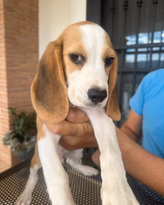 Beagle
