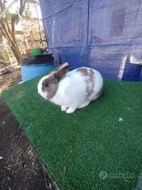 Coniglio nano