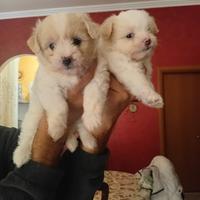 Maltese