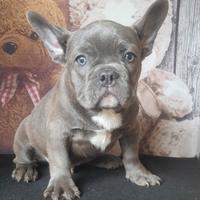 Bulldog francese blu